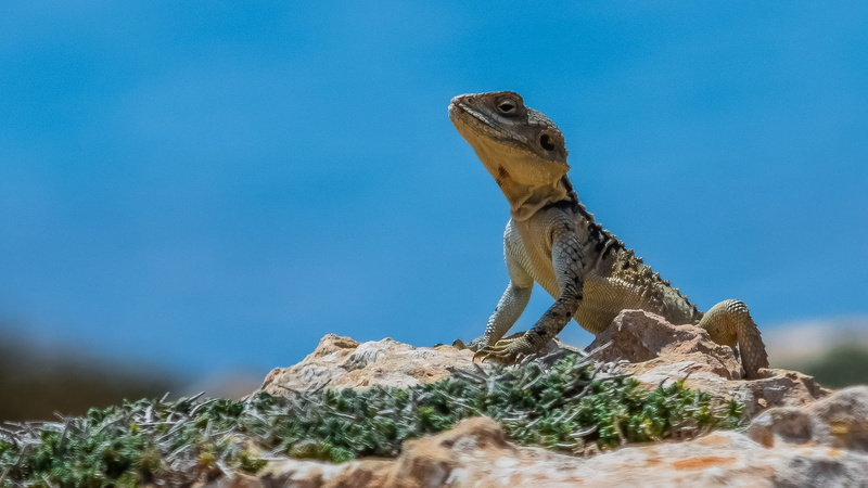 animals in the wild, animal themes, formation, vertebrate, solid, outdoors, standing, adaptation, cyprus, no people, lizard, endemic, stellagama stellio cypriaca