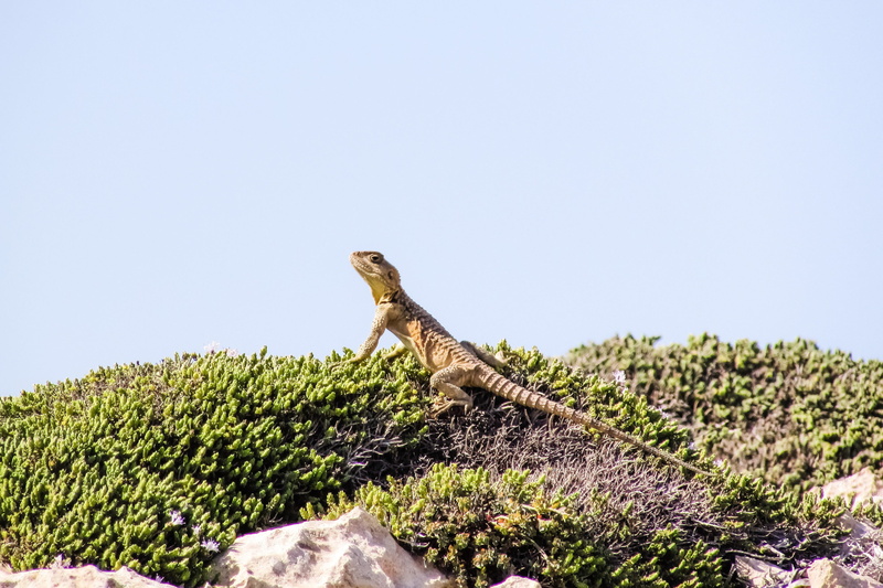 bird, stellagama stellio cypriaca, adaptation, animals in the wild, travel destinations, day, stellagama, clear sky, plant, kurkutas, endemic, nature, Lizard