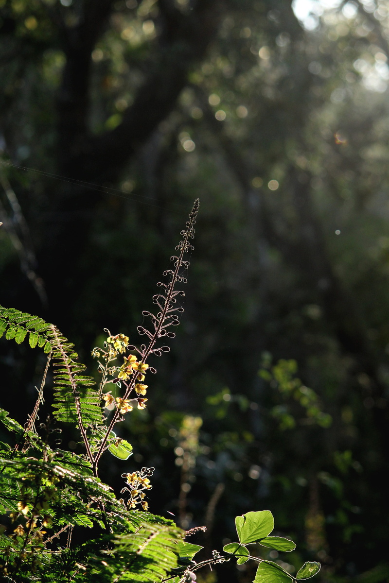 wonderful, 4K, beauty in nature, tree, tranquility, nature, yellow, outdoor, natural, bloom, no people, green color, close-up, forest, floral, outdoors