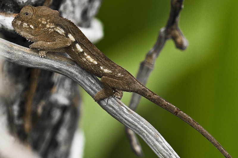 outdoors, 1080P, chameleon, focus on foreground, rainforest, meeting, nature, animal themes, day, side view, one animal, branch, vertebrate, plant, animal wildlife