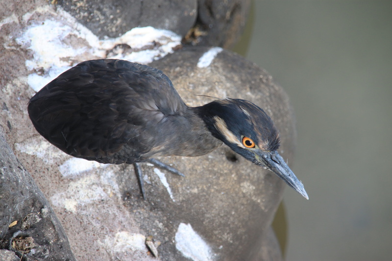 day, vertebrate, animal wildlife, animal eye, outdoors, ornithology, solid, black color, wildlife, animal, ecuador, heron, lava heron, no people, animal themes