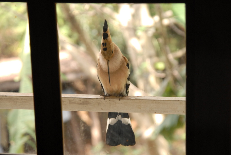 focus on foreground, animal, tree, transfer print, close-up, mammal, vertebrate, day, hanging, endemic, animals in the wild, madagascar, wood - material