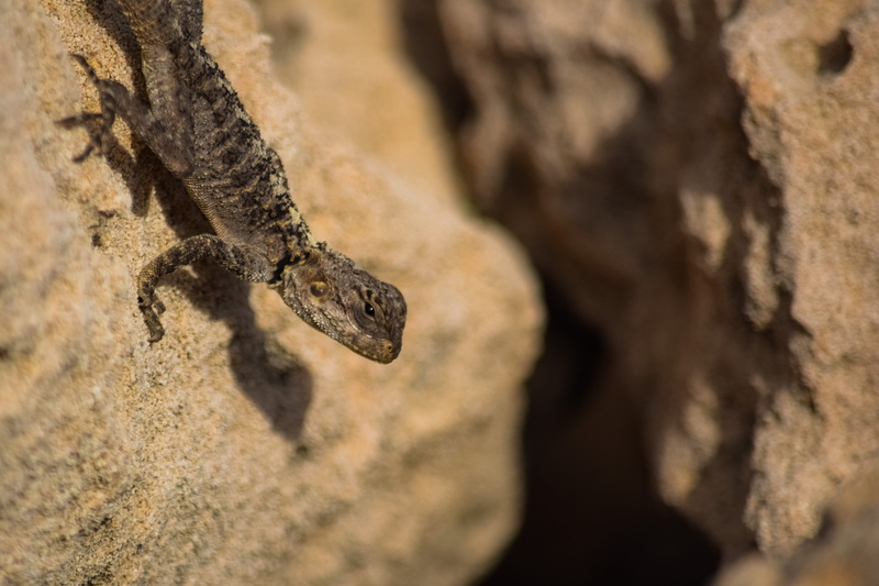 animal themes, baby, close-up, mammal, big cat, nature, adaptation, trunk, selective focus, feline, tree trunk, animal wildlife, reptile, lizard, animals in the wild