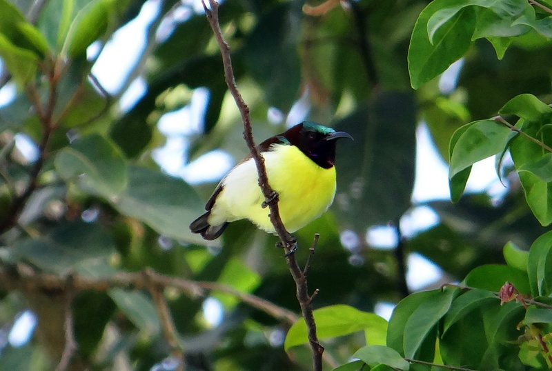 male, leaf, tree, animal wildlife, 1080P, endemic, green color, leptocoma zeylonica, branch, india, animal themes, perching, one animal, animal, plant part