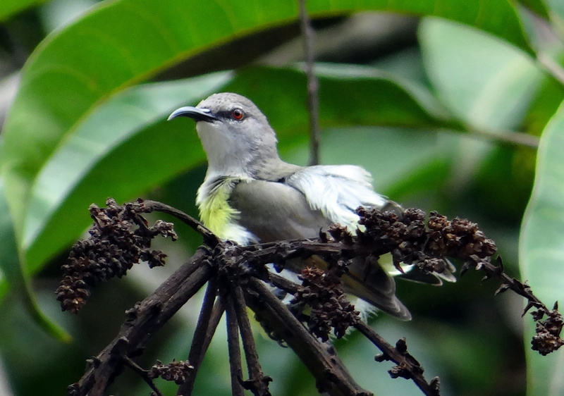 leptocoma zeylonica, animal wildlife, leaf, animal, animals in the wild, green color, perching, female, sunbird, vertebrate, bird, day, plant, rumped, one animal