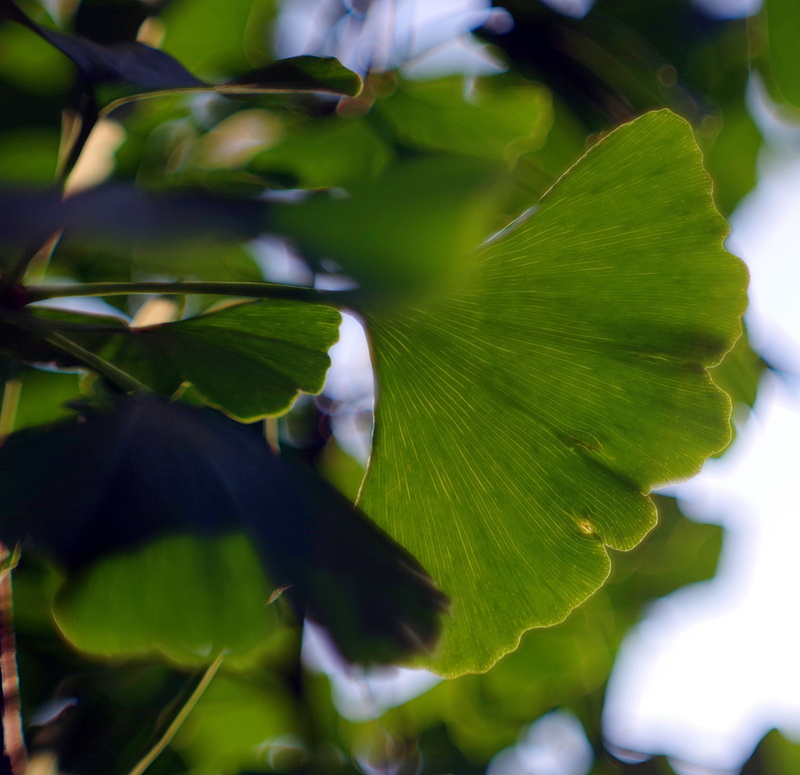 green color, endemic, extinct, 2K, flowering plant, fresh, tree, tranquility, tea, plant, leaf, leaf veins, herb, freshness, growth, vulnerability, ginkgo japanese