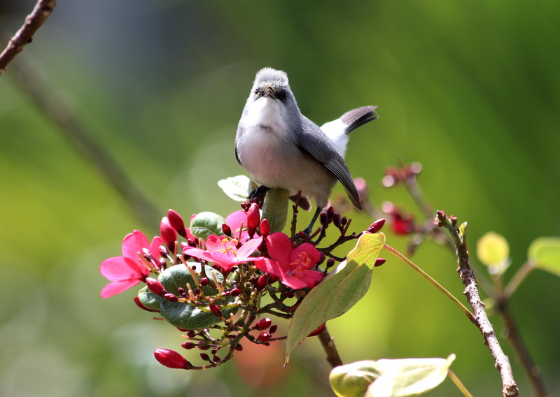 white bird, nature, photography, ile, shift, white, gris, outdoors, bird Watching, lens, Zostérops, wildlife, tilt, Mauritius Grey White Eye, branch, Ile Maurice