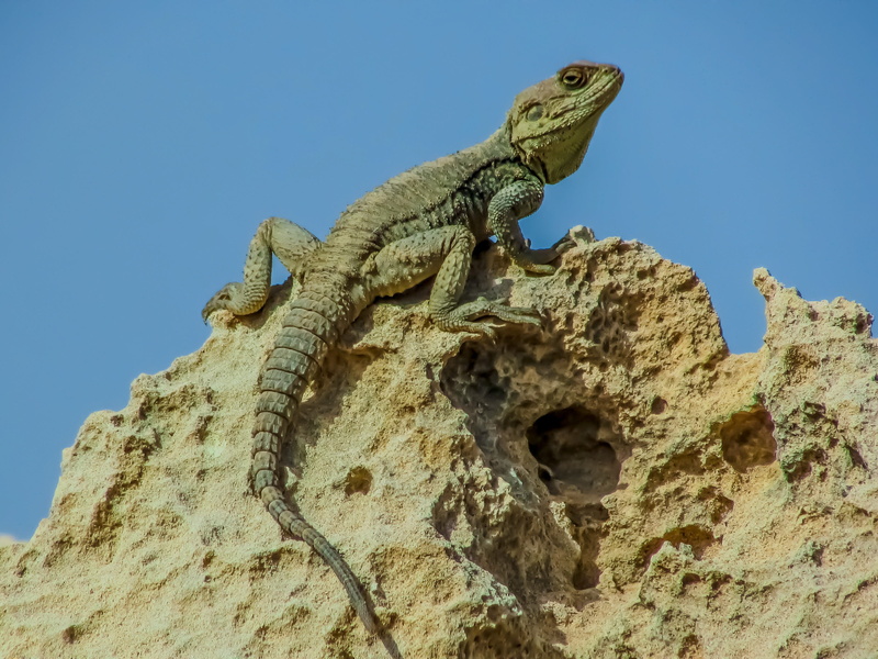 tree, 2K, day, blue, outdoors, low angle view, stellagama stellio cypriaca, lizard, one animal, adaptation, animal wildlife, kurkutas, textured, fauna