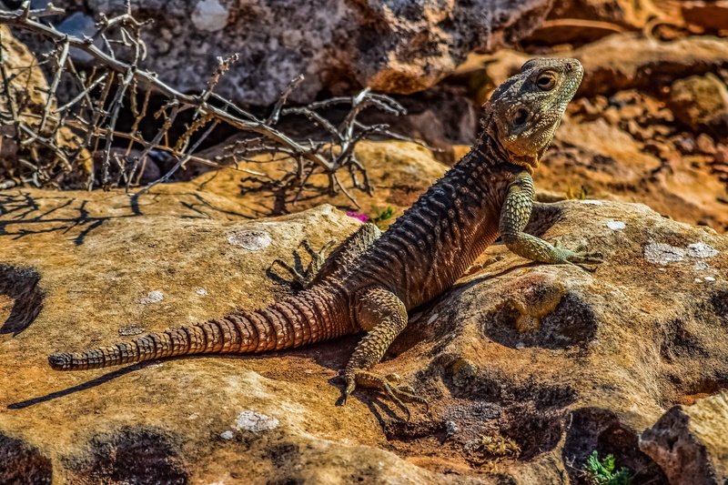 one animal, adaptation, animal wildlife, rock, tree, nature, cyprus, wildlife, kurkutas, day, fauna, iguana, endemic, lizard, animal, solid, reptile, high angle view