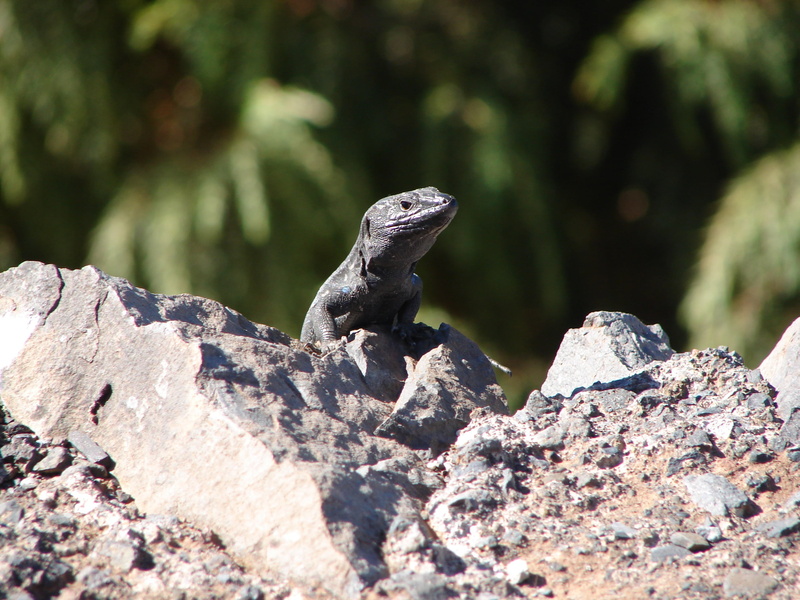 focus on foreground, animal themes, 2K, animal head, stone, rock - object, heat, solid, sunlight, lizard, animal wildlife, no people, endemic, dry, iguana