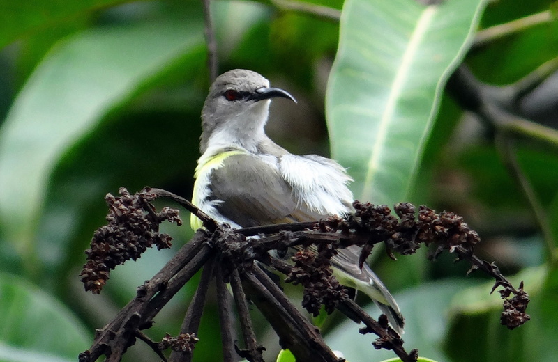 one animal, plant part, day, endemic, wildlife, animal, no people, beak, green color, 1080P, perching, bird Watching, tree, bird, leaf, animal wildlife