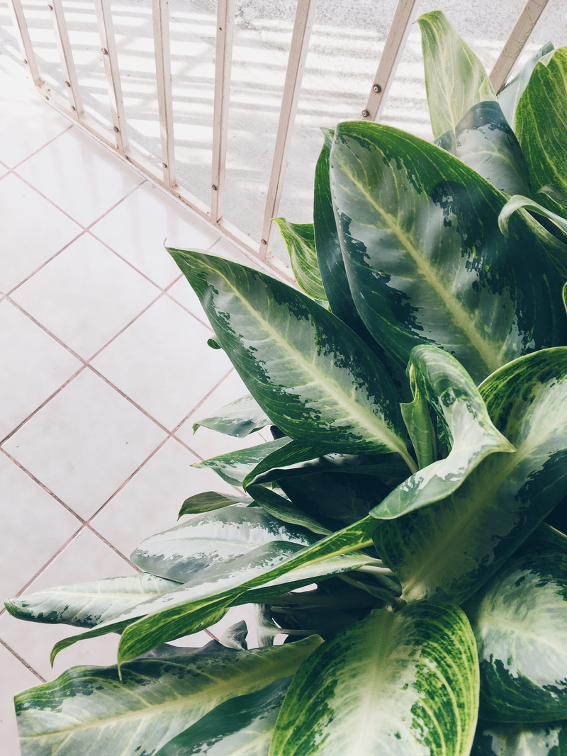 nature, day, house plant, leaves, no people, food and drink, grecia, green color, succulent plant, minimalist, plant, wellbeing, white backround, greenery