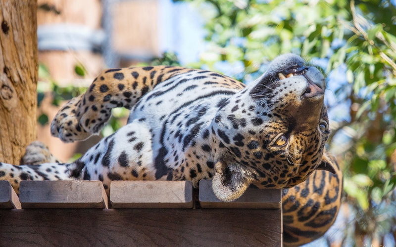 Jaguar, Sleep, Face, brown, Predator, Cat, 1080P, Wild, leopard
