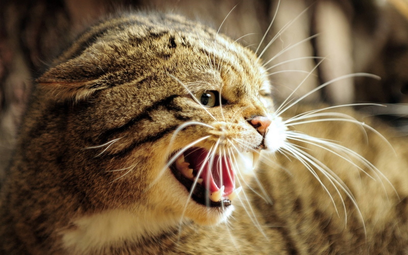 Wild, Anger, Teeth, gray, Face, European, Cat, 1080P