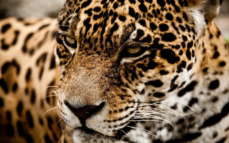 cat, 2K, wild, 1080p, cats, p, jaguar, muzzle