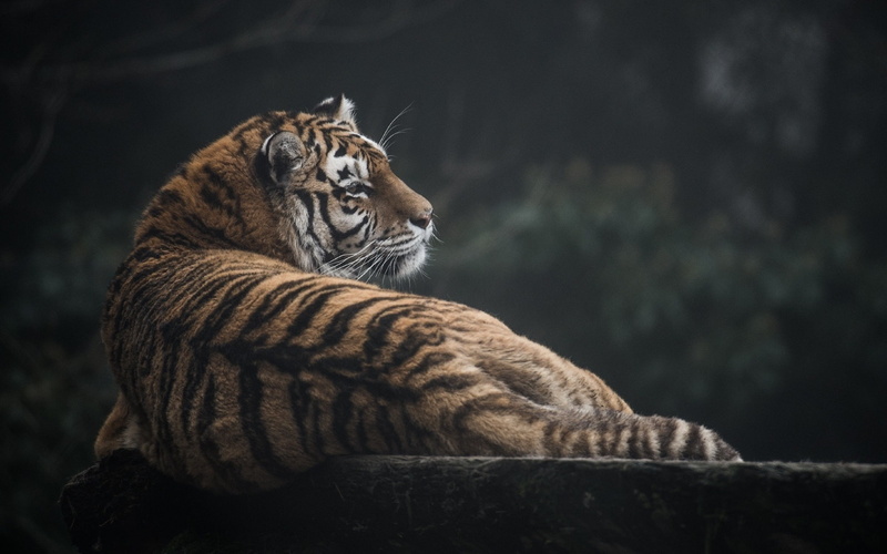 Wild, Back, Tiger, Cat, Look, 1080P, Predator