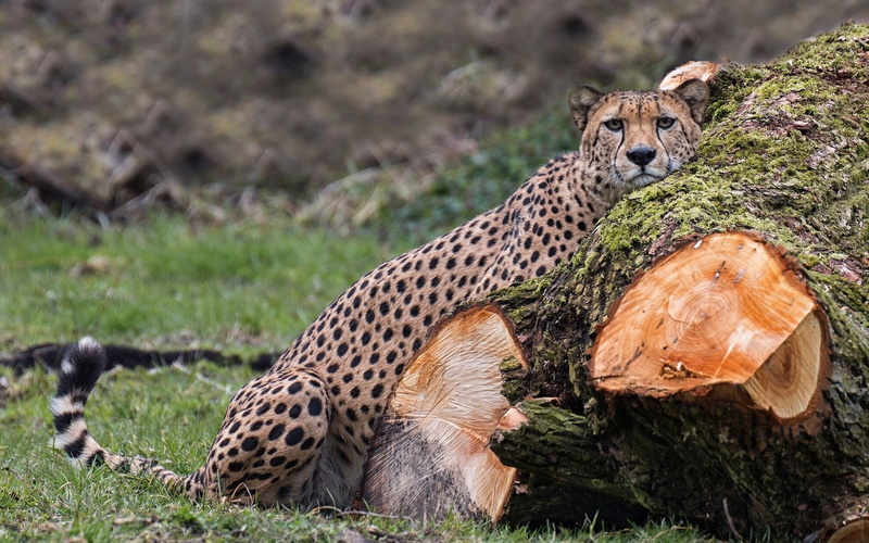 cheetah, 1080P, predator, wild cat, wild, s, cat, log