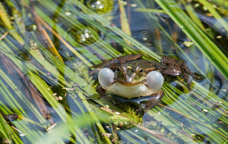 ranidae, day, amphibians, sound bubbles, animal, no people, vertebrate, wildlife photography, austria, amphibian, brown, nature, plant part, lake, water frog