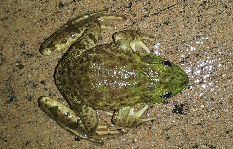 1080P, outdoors, frogs legs, close-up, amphibian, animal wildlife, wet, food and drink, ranidae, land, close up, no people, animal, american bullfrog