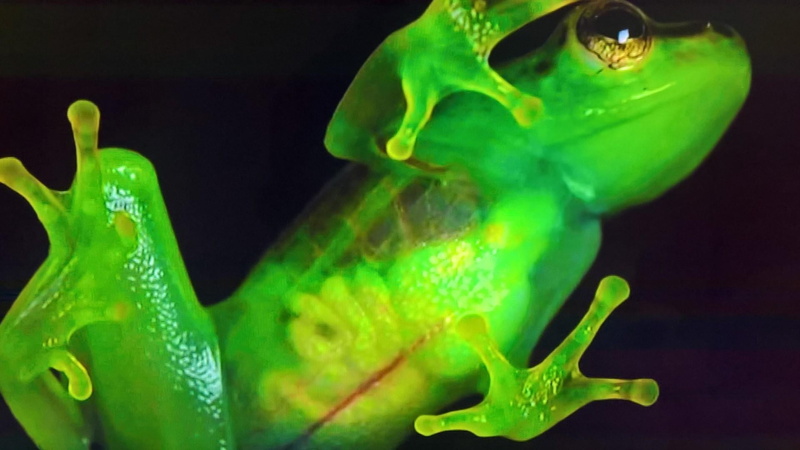 animal, nature, frog, poisonous, amphibian, 1080P, inside, sea, ranidae, animals in the wild, animal themes, vegetable, green color, invertebrate, organism