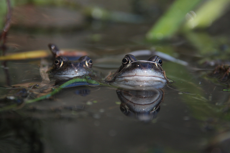Frog, outdoors, no people, fauna, animal body part, Animal, Amphibian, 4K, one animal, swimming, animal wildlife, Pond, ecology, animals in the wild, two