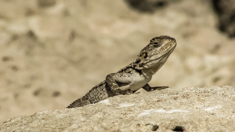 iguana, side view, focus on foreground, nature, animals in the wild, close-up, reptile, animal scale, animal wildlife, adaptation, lizard, stellagama stellio cypriaca