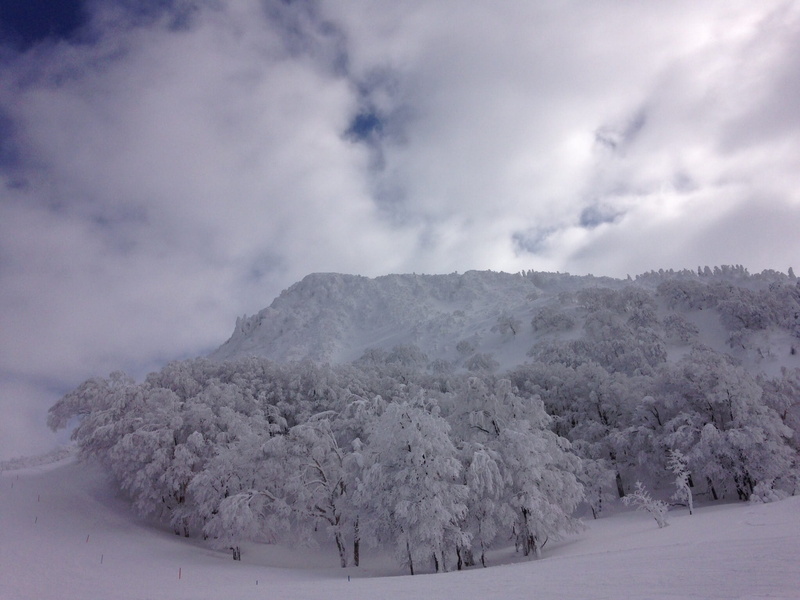 tree, tranquility, snow, Zao, beauty in nature, mountain, Winter, scenics - nature, land, scenics, environment, non-urban scene, plant, 1080P, day, tranquil scene