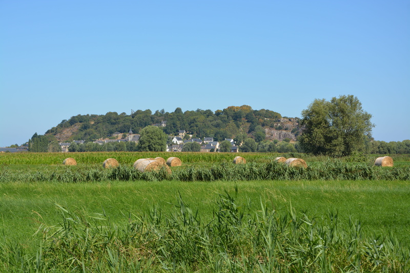tree, plant, mammal, livestock, land, environment, field, ille et vilaine, bay of mont saint michel, brittany, domestic animals, grass, beauty in nature