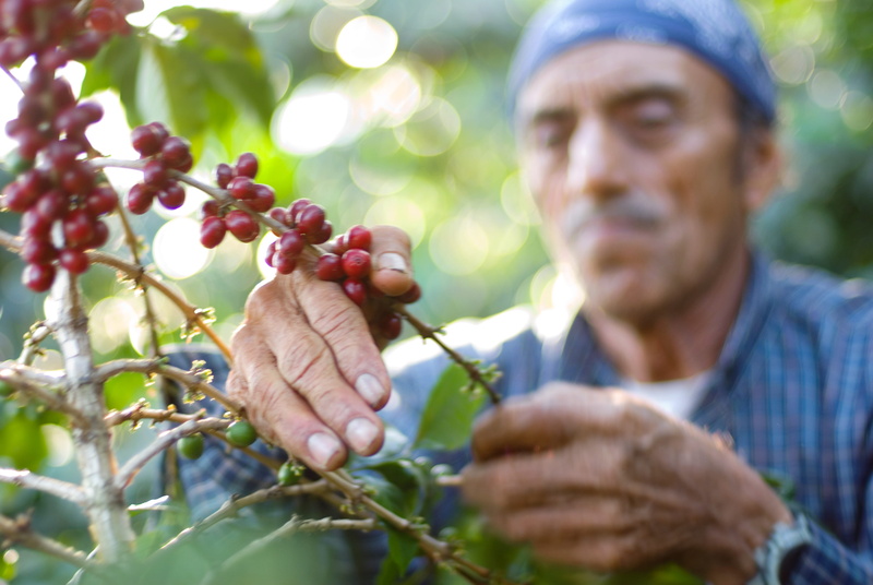 outdoors, plants, food and drink, guatemala, healthy eating, cortando, plant part, ripe, harvesting, food, rural scene, freshness, picking, farmer, adult