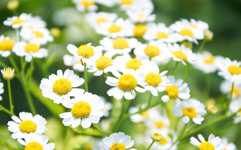 Flowers, White, chamomile, 1080P, Yellow, Daisies