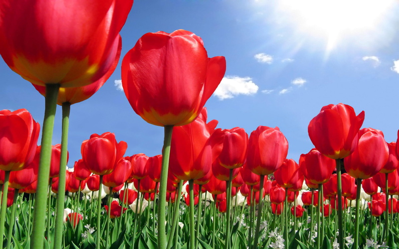 flowers, field, flower, plant stem, land, sky, hd, inflorescence, flowering plant, tulips, poppy, growth, fragility, plant, mobile, petal, spring