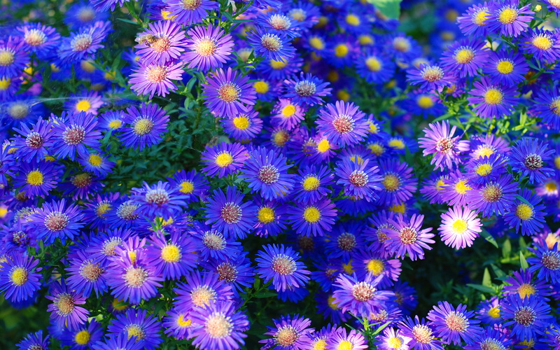 aster, herbaceous, vulnerability, close-up, backgrounds, petal, purple, flower head, flowerbed, freshness, high angle view, fragility, plant, inflorescence