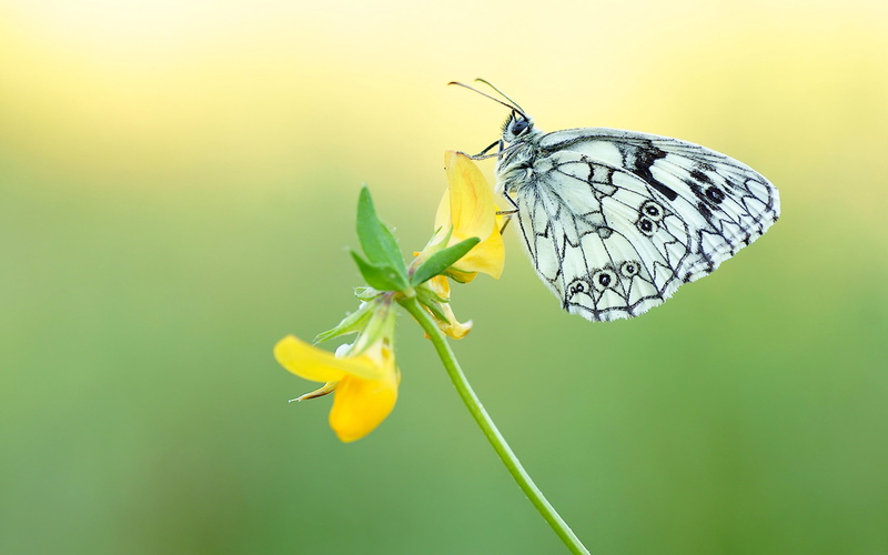 black, animal wing, butterfly, flower, vulnerability, fragility, desktop, insect, animal wildlife, one animal, plant, animal themes, petal, pollination