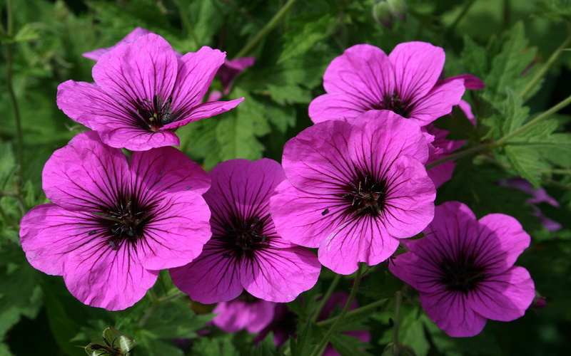 flower head, flowers, fragility, plant, focus on foreground, flower, plants, flowering plant, petal, pink color, close-up, park, vulnerability, photo, beauty in nature