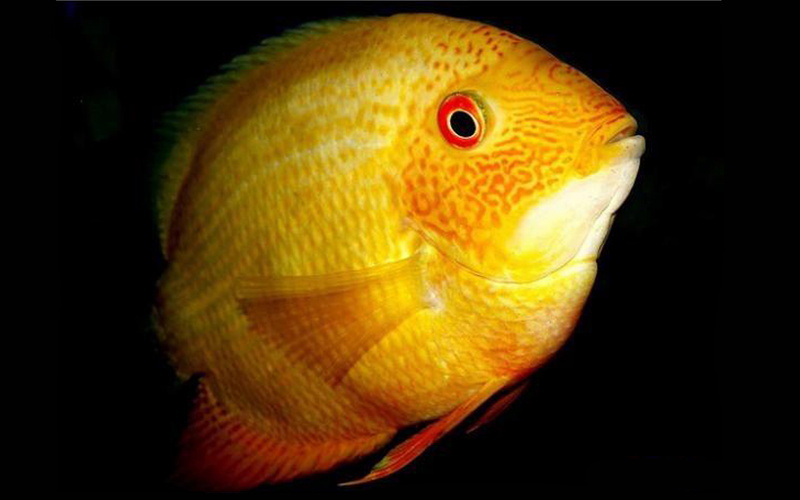 sea life, water, swimming, banded, marine, cichlid, gold, orange color, animal wildlife, sea, animal, severum, one animal, also, animal scale, studio shot