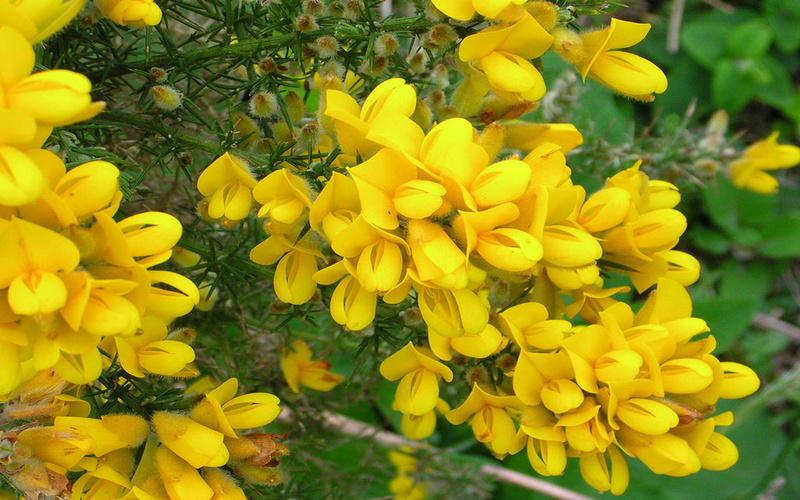 park - man made space, outdoors, nature, flower head, day, focus on foreground, also, broom, 4K, vulnerability, freshness, park, yellow, no people, flower