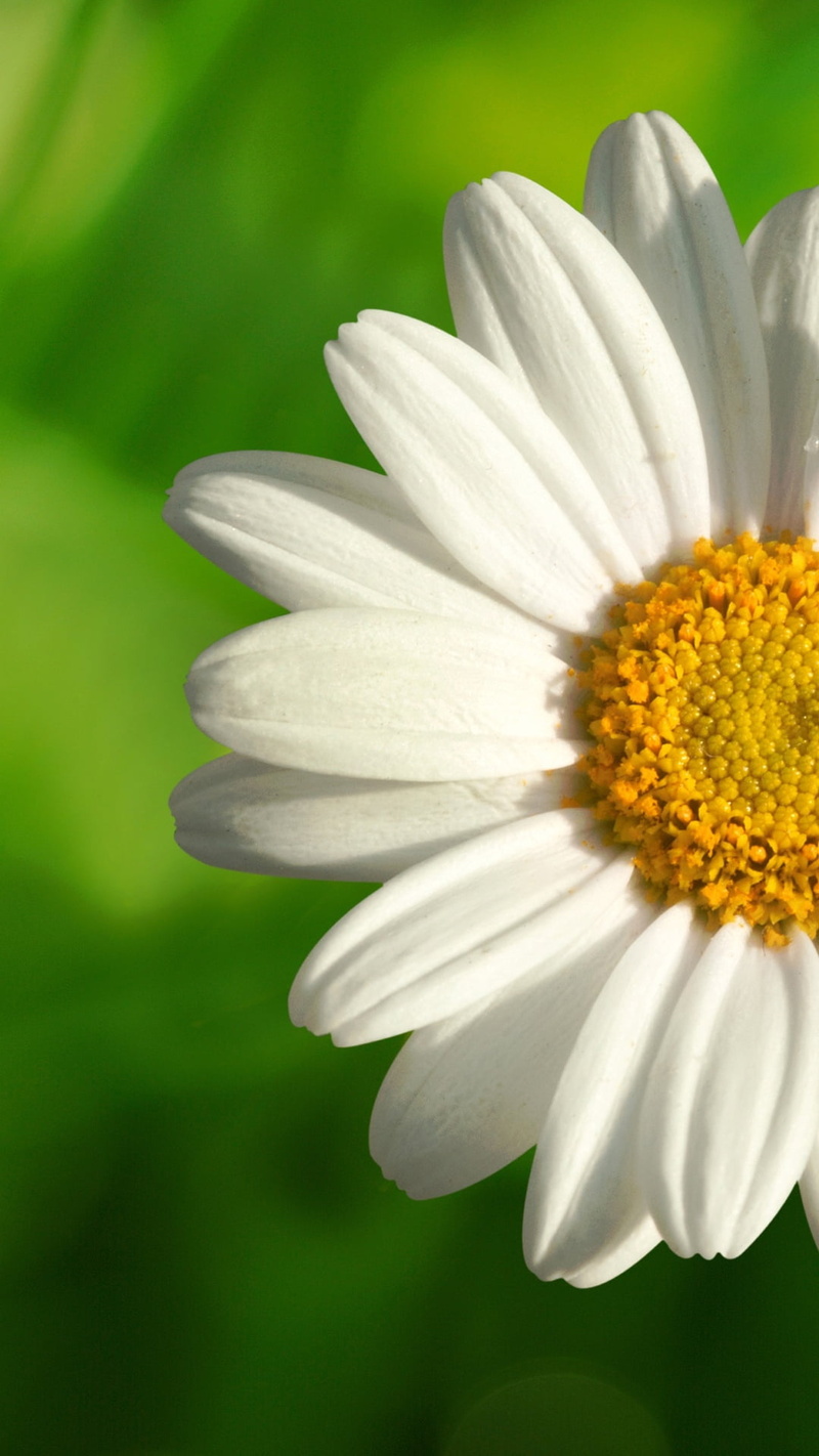 purity, beauty in nature, 1080P, yellow, petal, macro, flowering plant, ornamental garden, Nature, extreme close-up, pollen, bright, white color, flower