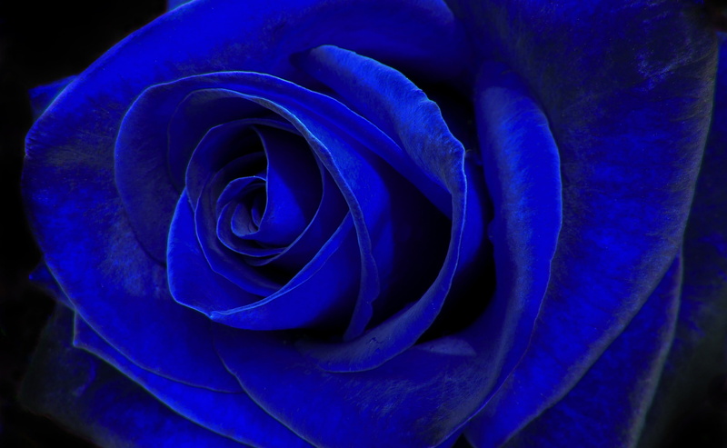 valentines day - holiday, beauty in nature, softness, soft focus, Macro, fragility, purple, Rose, outdoors, no people, petal, velvet, rose - flower, flowering plant
