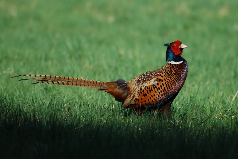 animal wildlife, Common Pheasant, fowl, vertebrate, multi Colored, one animal, no people, male, tail, male Animal, land, outdoors, nature, animal, animals in the wild