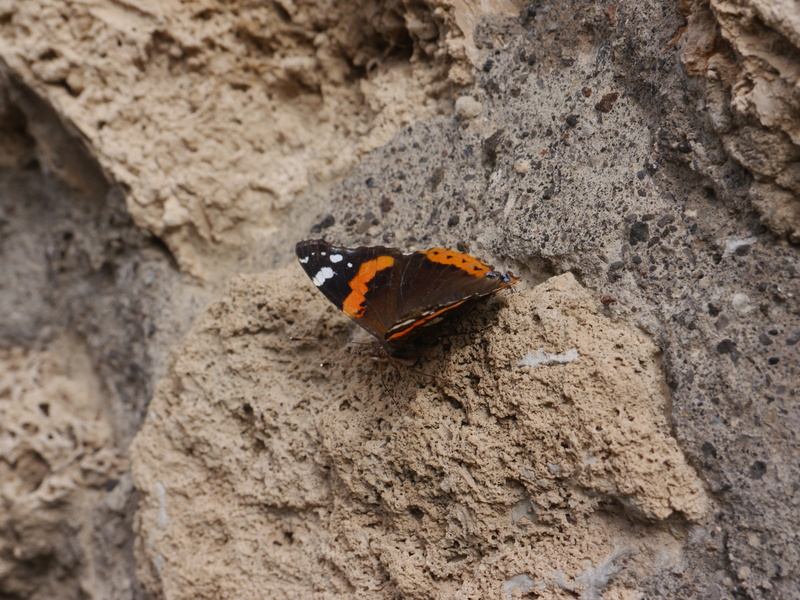 day, animal, solid, animals in the wild, nature, textured, stone, butterfly - insect, invertebrate, no people, animal wildlife, rock - object, wall - building feature