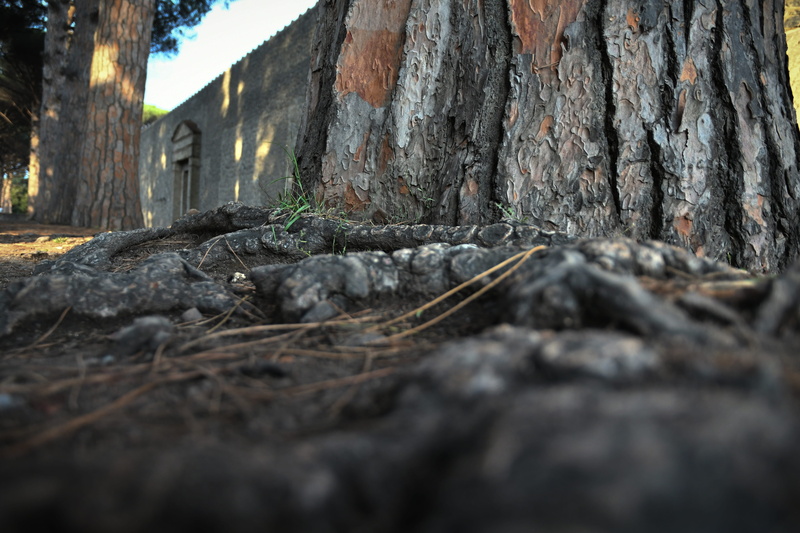 pines, built structure, outdoors, tranquility, plant, architecture, pine tree, building exterior, pompeii, roots, solid, rock - object, tree trunk, rock