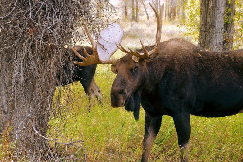 summer, standing, tree, 2K, wild, plant, animal wildlife, grand, outdoor, two wyoming bull moose, land, animal themes, herbivorous, animal, teton, animals in the wild