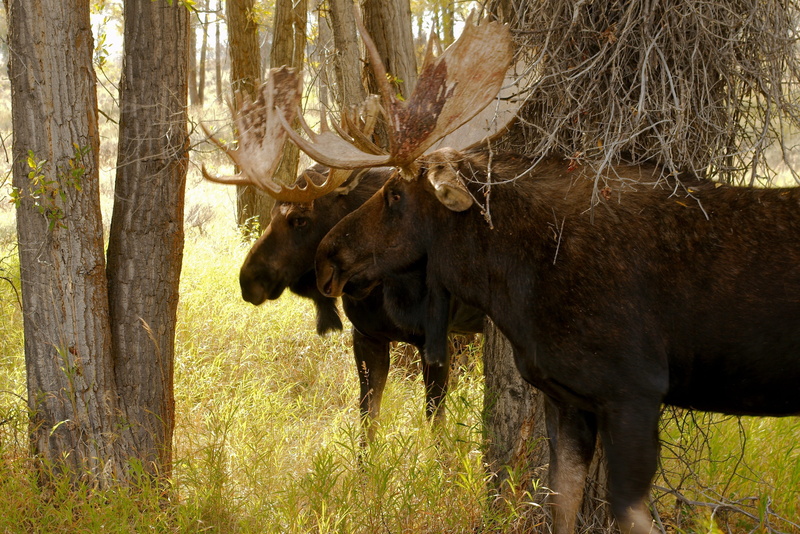 plant, landscape, moose, wyoming bull moose pair, outdoor, animal, summer, standing, bull, animals in the wild, domestic animals, trunk, forest, one animal