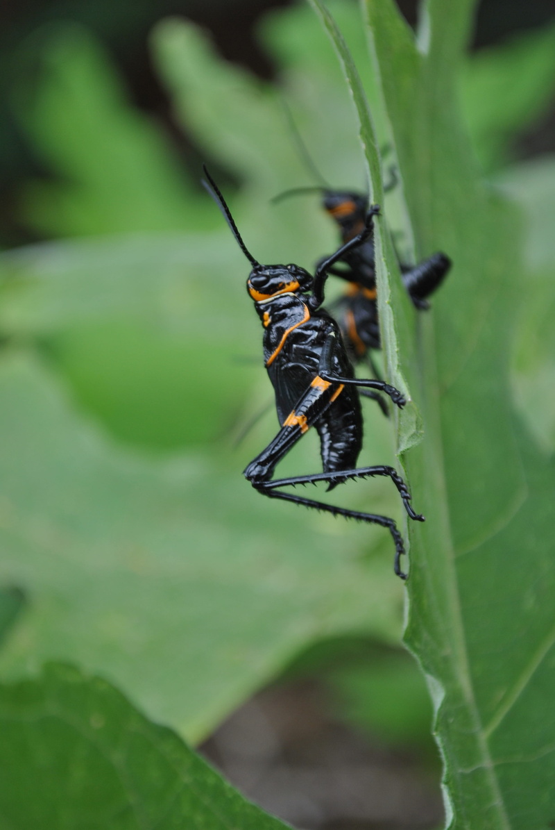 4K, grasshopper, nature, insect, no people, outdoors, selective focus, animal themes, focus on foreground, beauty in nature, plant part, chapulin, day