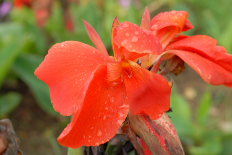 pollen, red, petal, drop, inflorescence, tlapa de comonfort, growth, freshness, water, dew, plant, flower head, fragility, no people, nature, orange flower