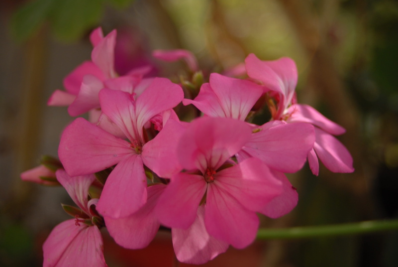 flower, blossom, nature, outdoors, fragility, growth, close-up, petals, springtime, day, focus on foreground, flower head, pink color, vulnerability, flower regional