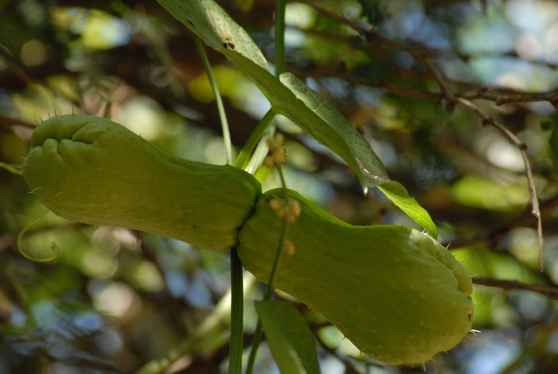 focus on foreground, healthy eating, beauty in nature, mountain, close-up, freshness, gro, selective focus, leaf, day, food and drink, growth, green color