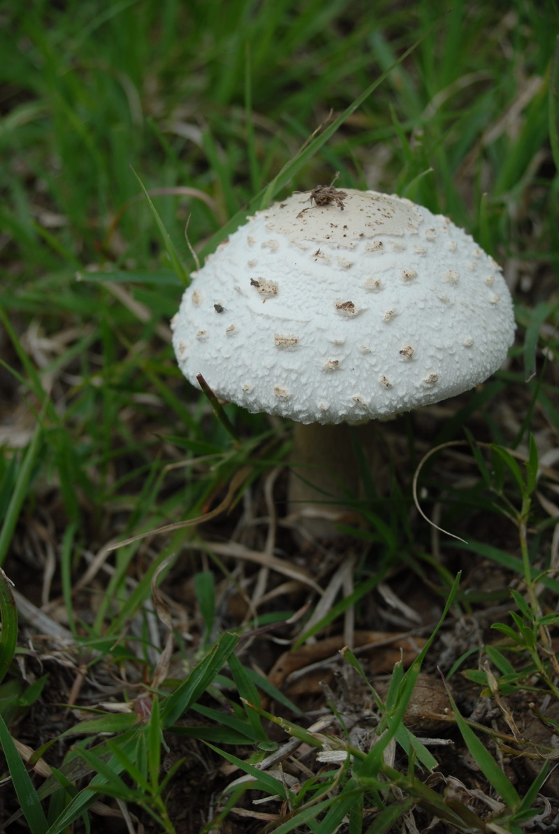 toadstool, growth, gro, fly agaric mushroom, green color, mushroom, wild, food, freshness, field, fungus, 2K, vegetable, no people, edible, mountain, grass