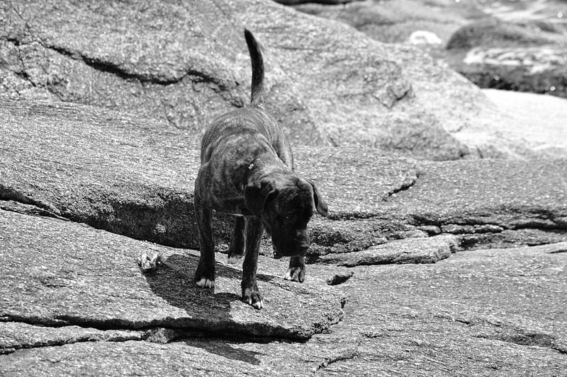 field, 4K, dog, pets, animal wildlife, chien, chien de garde, high angle view, animal, day, herbivorous, land, animal domestique, shadow, canine, canin