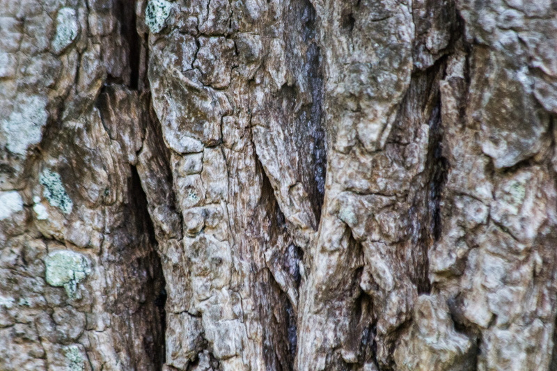 5K, rough, natural pattern, textured effect, wood - material, textured, brun, écorce, bark, no people, pattern, gros plan, lichen, tree, growth, nature